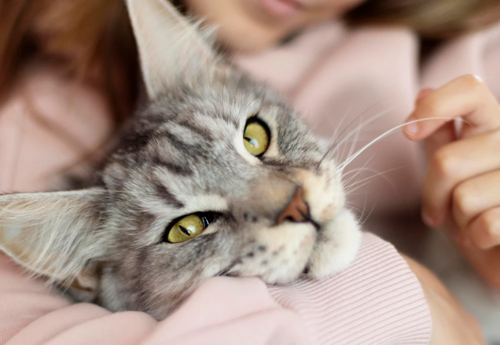 robot camera for pets
