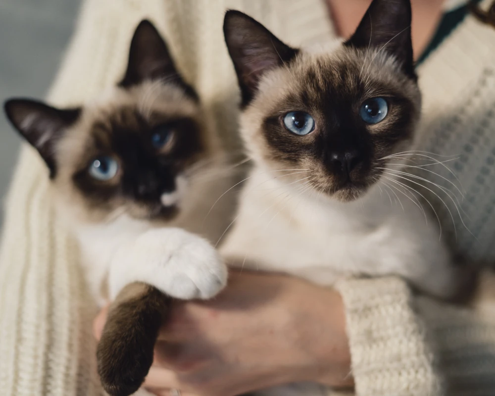automatic pet feeding system