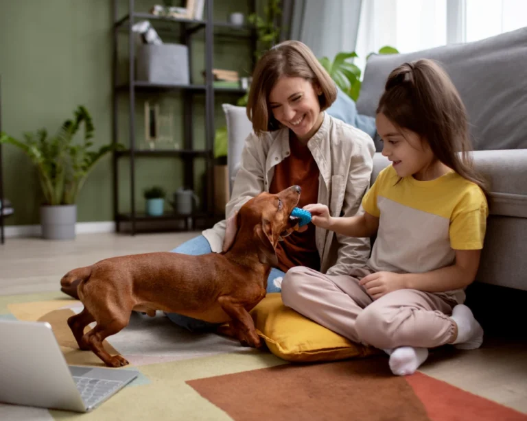 pet food automatic dispenser